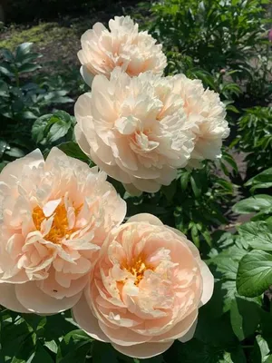 Пион Пастелеганс (Paeonia Pastelegance / Dian ya xiang bin) купить в Москве  по низкой цене из питомника, доставка почтой по всей России |  Интернет-магазин Подворье