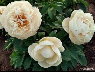 Пион Пастелеганс (Paeonia Pastelegance). - YouTube