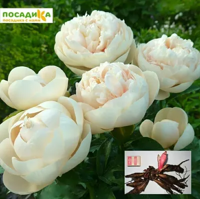 Пион Пастелеганс – Paeonia Pastelegance