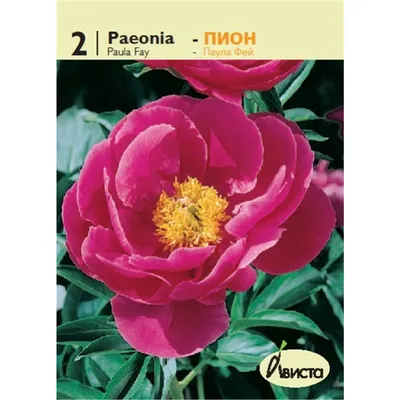 Пион Паула Фей: купить в Москве - цена 430₽ за 1 шт. - Доставка Почтой