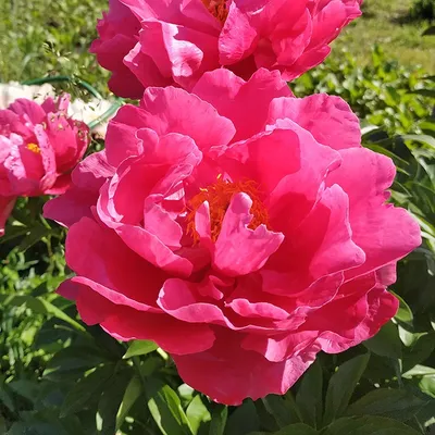 Paeonia Paula Fay - Питомник Хуторок