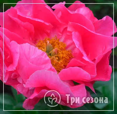 Paeonia Paula Fay Пион Паула Фей