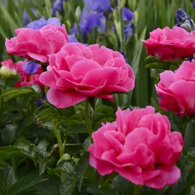 Paeonia Paula Fay - YouTube