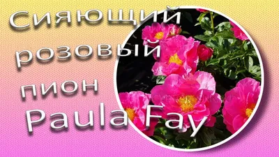 Paula Fay (Паула Фэй) - Пионы в контейнерах на весну 2024 года