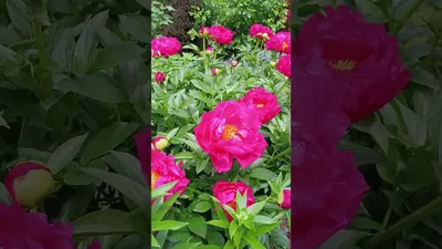 Сияющий розовый пион PAULA FAY / Славянский цветок - YouTube