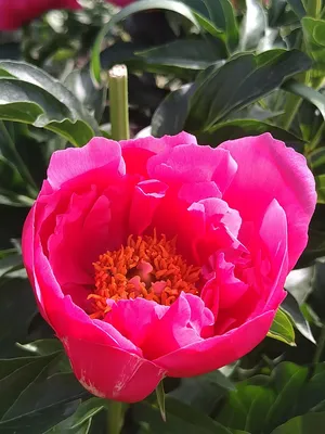 Paeonia Paula Fay - YouTube