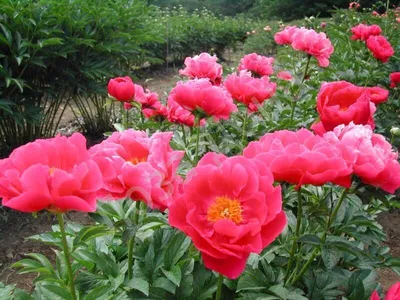 Paeonia 'Paula Fay' - Садовые ноты