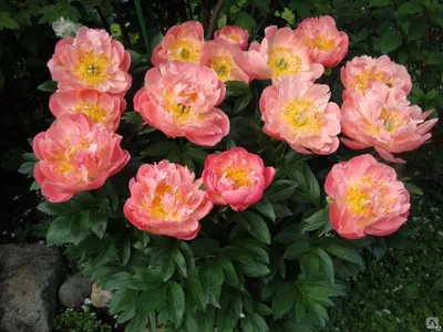 Пион Пинк Гавайан Корал (Pink Hawaiian Coral) 3-5 почек - Московский ОАЗИС