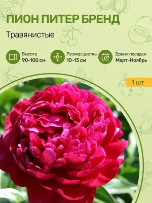 Пион травянистый Петер Бранд (горшок) - купить в интернет-магазине  «Агросемфонд» с доставкой Почтой России
