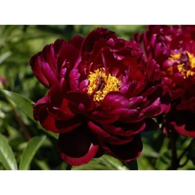 Пион молочноцветковый Питер Бранд. Краткий обзор, описание paeonia  lactiflora Peter Brand - YouTube