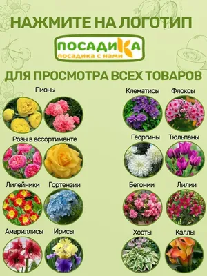 Пион питер бренд (много фото) - treepics.ru