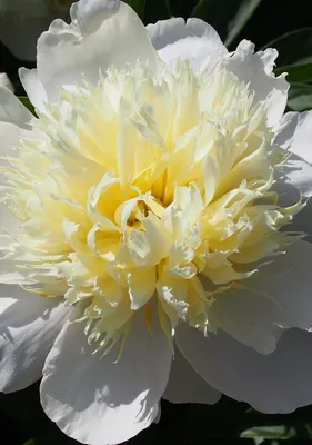 Peony Primavera - YouTube