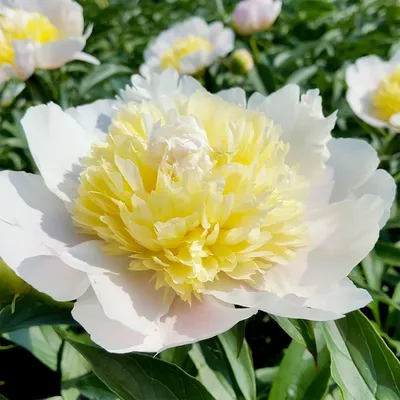 Вертикордия — Пион молочноцветковый \"Primavera\" (Paeonia lactiflora)