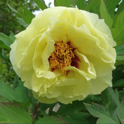 Пион Цзынь Цзан Сы Ю / Золотая Шпилька (Paeonia Jin zan ci yu / Golden  Hairpin) купить в Москве по низкой цене из питомника, доставка почтой по  всей России | Интернет-магазин Подворье