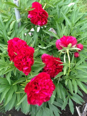 Пион Эрли Сенсейшн (Paeonia Early Sensation). Красивый, ранний полумахровый  пион кремово-желтого цвета. Великолепный урожай с сильными стеблями, имеет  фантастические бутоны с неограниченным количеством цветков. - Экзотик Флора