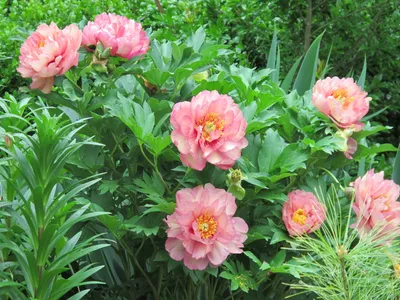 Пион иноземный – Paeonia Peregrina