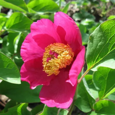 Пион Лавли Роуз (Paeonia Lovely Rose). Гибрид. Полумахровый. Цветок  элегантный, двурядный, кремово-розовый. В центре жёлтые тычинки. Высота 80  см. Стебли сильные. Срок цветения средне-ранний. - Экзотик Флора