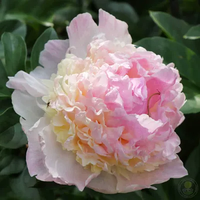 Пион Распберри Сандей (Paeonia Raspberry Sundae) купить в Москве по низкой  цене из питомника, доставка почтой по всей России | Интернет-магазин  Подворье