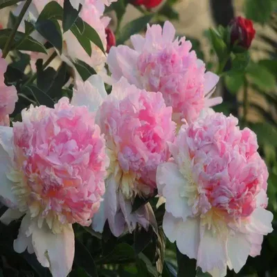 Саженцы Пион Распберри Сандей (Paeonia Raspberry Sundae), корни живых  растений для сада | AliExpress