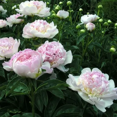 Пион Распберри Сандей (Paeonia Raspberry Sundae) купить по цене 659₽ за 1  шт. в Санкт-Петербурге в интернет-магазине «Посадика»