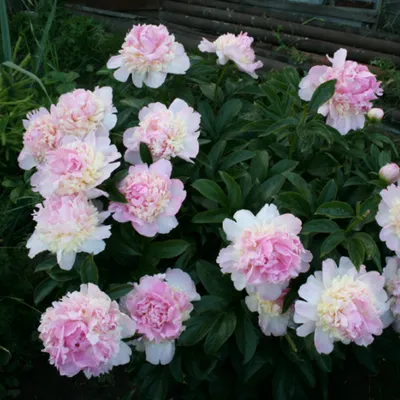 Купить Пион Распберри Сандей/Paeonia Raspberry Sundae/э ОСЕНЬ 2023 в  Ростове-на-Дону | Розанутые