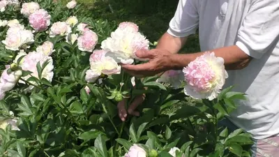 ᐅ Пион \"Рассберри Сандей\" (Paeonia \"Raspberry Sundae\") купить по цене  производителя ✓доставкой почтой в магазине ❀Пролисок❀ Украина -  Интернет-магазин «Пролисок» - садовые растения почтой