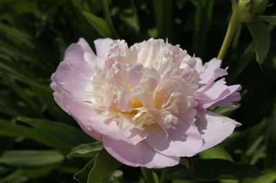 ᐅ Пион \"Рассберри Сандей\" (Paeonia \"Raspberry Sundae\") купить по цене  производителя ✓доставкой почтой в магазине ❀Пролисок❀ Украина -  Интернет-магазин «Пролисок» - садовые растения почтой