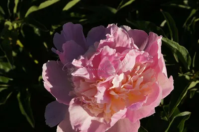 Пион Распберри Сандей Paeonia Raspberry Sundae #пион #омск #дача #garden  #flower #summer - YouTube