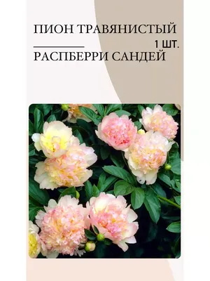 Пион Сара Бернар (Sarah Bernhardt) – Растения 26
