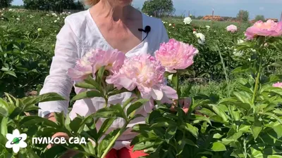 Raspberry sundae peony. Распберри сандей пион - YouTube