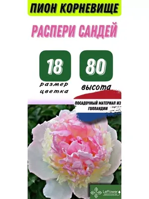 Пион Расбери Сандей: купить в Старой Купавне - цена 640₽ за 1 шт. -  Доставка Почтой