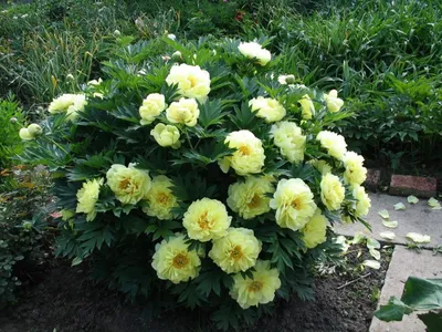 Пион Корневище, Распбери Сандей, 1-3почки,1шт Leflower 132314839 купить в  интернет-магазине Wildberries