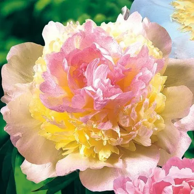 Купить ПИОН ТРАВЯНИСТЫЙ РАСБЕРРИ САНДЕЙ PAEONIA LACTIFLORA RASPBERRY SUNDAE  - Садовый центр «Любимый сад»