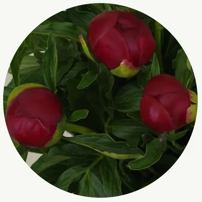 Пион \"Ред Шарм\" (Red Charm) — купить по цене 1 600 руб. в интернет-магазине  \"Заокские питомники растений\"