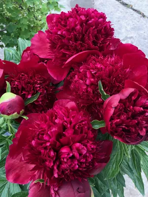Пион молочноцветковый \"Red Charm\" купить в питомнике растений с доставкой  по Курску и Курской области, рассада, выращивание, посадка и уход