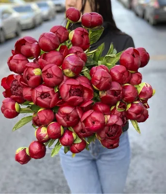 Пион Ред Чарм / Ред Шарм (Paeonia Red Charm)