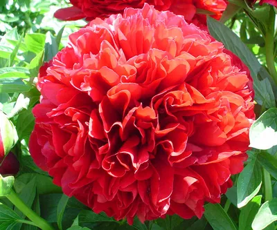 Пион молочноцветковый \"Red Sarah Bernhardt\" (Ред Сара Бернар), купить в  Екатеринбурге