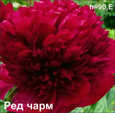 Пион травянистый РЕД ЧАРМ (Paeonia Red Charm) / Садовый центр Селятино