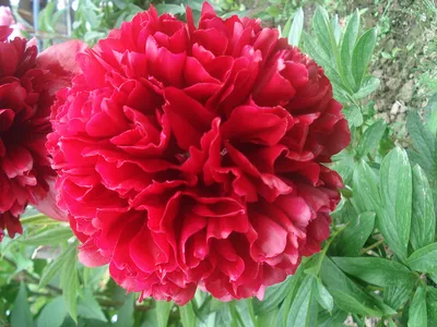 Luchshiy pion Ред Грейс - пионы - My Peony Society