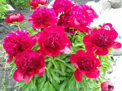 Пион Ред Чарм (Paeonia Red Charm / Hong se mei li) купить в Москве по  низкой цене из питомника, доставка почтой по всей России | Интернет-магазин  Подворье