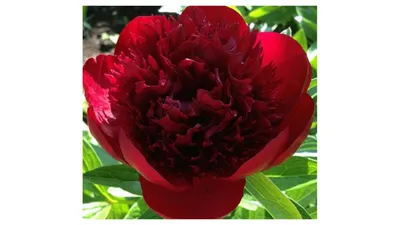 Пион Ред Грейс – Paeonia Red Grace