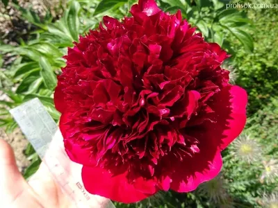 Пион Ред Чарм / Ред Шарм (Paeonia Red Charm)