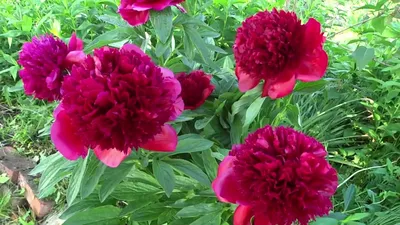 Paeonia Red Grace Пион Ред Грейс