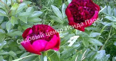 ᐅ Пион \"Ред Шарм\" (Paeonia \"Red Charm\") купить по цене производителя  ✓доставкой почтой в магазине ❀Пролисок❀ Украина - Интернет-магазин  «Пролисок» - садовые растения почтой