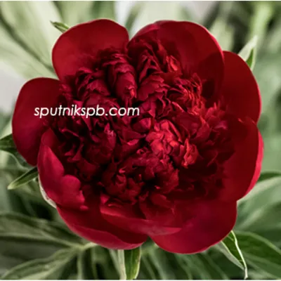 Paeonia Red Grace Пион Ред Грейс