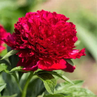 Пион Ред Шарм (Red Charm) (ID#1860716254), цена: 224.25 ₴, купить на Prom.ua