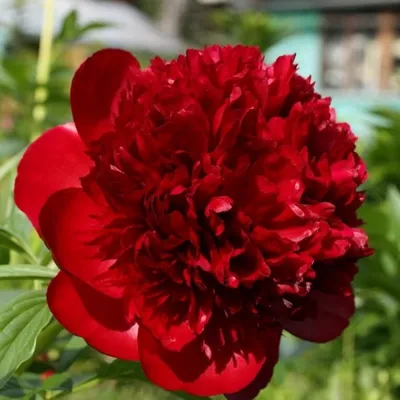 Пион RED CHARM