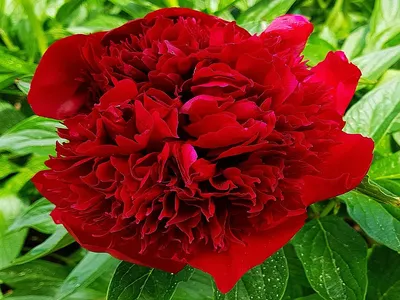 Пион Ред Чарм / Ред Шарм (Paeonia Red Charm)