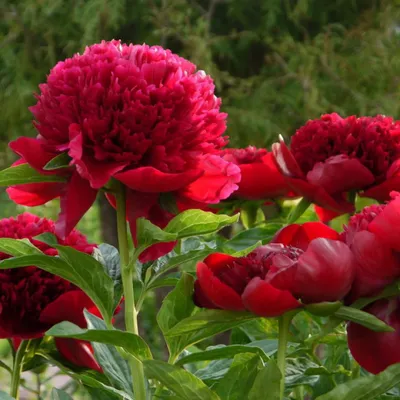 Купить Пион травянистый Ред Шарм/Paeonia Red Charm с доставкой в  Подмосковье в Сергиевом Посаде в питомнике АгроПАРК