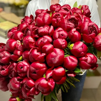 Пион Ред Чарм / Ред Шарм (Paeonia Red Charm)